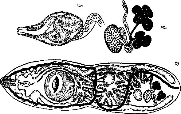 Представитель Семейства Arnolidae
